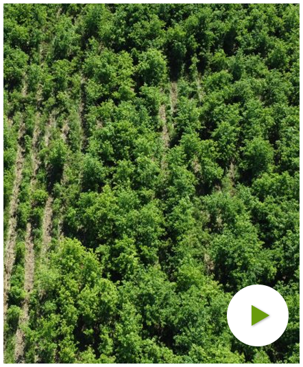 Költséghatékony erdőgazdálkodás innovatív megoldásokkal